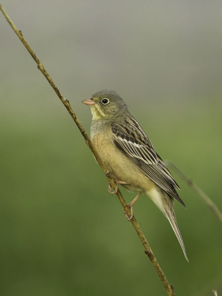 Peltosirkku, Ortolan Bunting, Emberiza hortulana