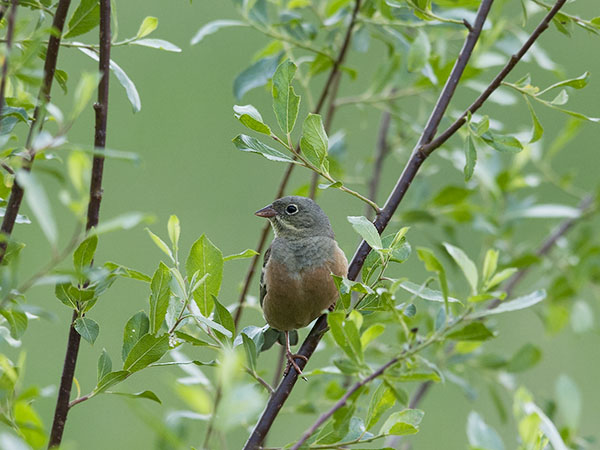 Peltosirkku, Ortolan Bunting, Emberiza hortulana