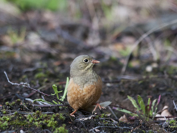 Peltosirkku, Ortolan Bunting, Emberiza hortulana