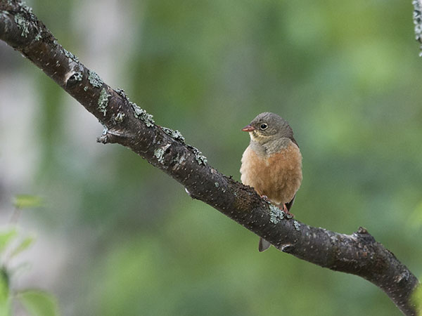 Peltosirkku, Ortolan Bunting, Emberiza hortulana