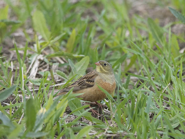 Peltosirkku, Ortolan Bunting, Emberiza hortulana