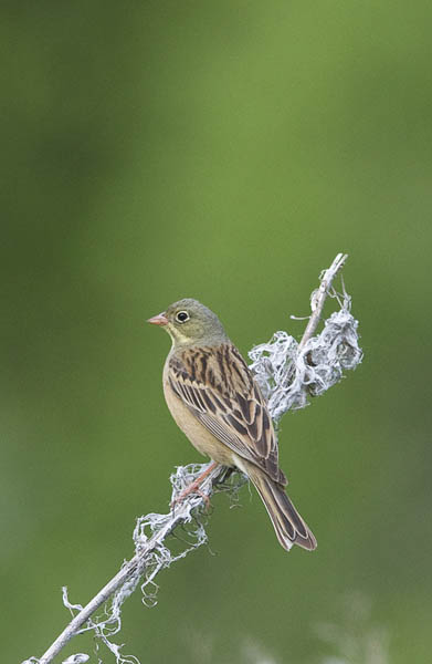 Peltosirkku, Ortolan Bunting, Emberiza hortulana