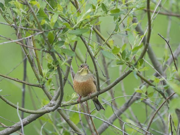 Peltosirkku, Ortolan Bunting, Emberiza hortulana