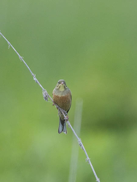 Peltosirkku, Ortolan Bunting, Emberiza hortulana