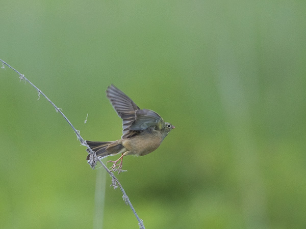 Peltosirkku, Ortolan Bunting, Emberiza hortulana
