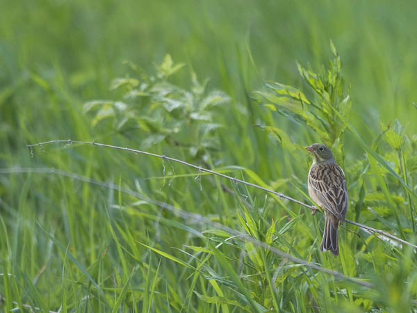 Peltosirkku, Ortolan Bunting, Emberiza hortulana