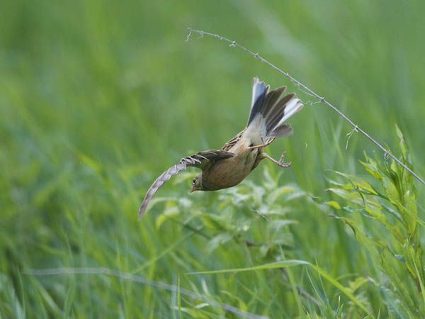 Peltosirkku, Ortolan Bunting, Emberiza hortulana