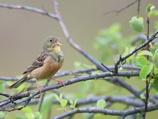 Peltosirkku, Ortolan Bunting, Emberiza hortulana
