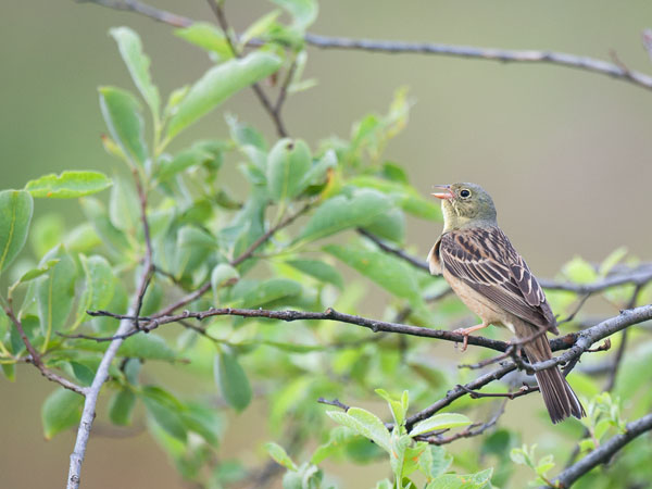 Peltosirkku, Ortolan Bunting, Emberiza hortulana