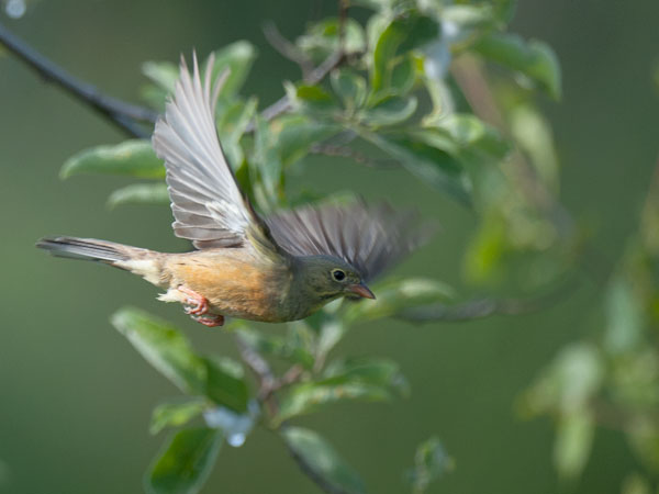 Peltosirkku, Ortolan Bunting, Emberiza hortulana