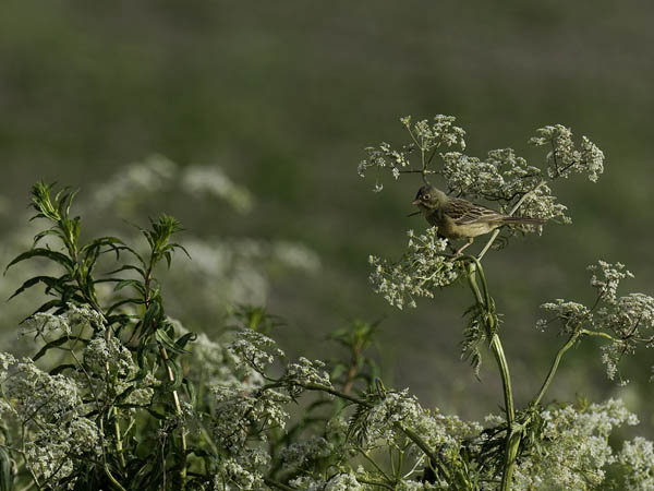 Peltosirkku, Ortolan Bunting, Emberiza hortulana