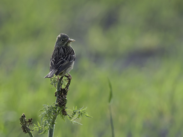 Peltosirkku, Ortolan Bunting, Emberiza hortulana