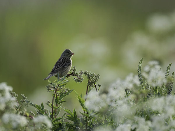 Peltosirkku, Ortolan Bunting, Emberiza hortulana