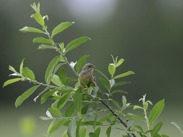 Peltosirkku, Ortolan Bunting, Emberiza hortulana