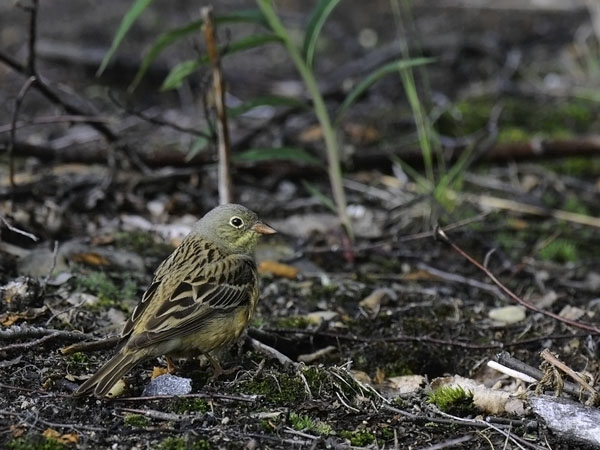 Peltosirkku, Ortolan Bunting, Emberiza hortulana