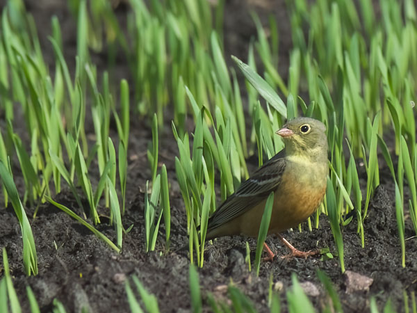 Peltosirkku, Ortolan Bunting, Emberiza hortulana