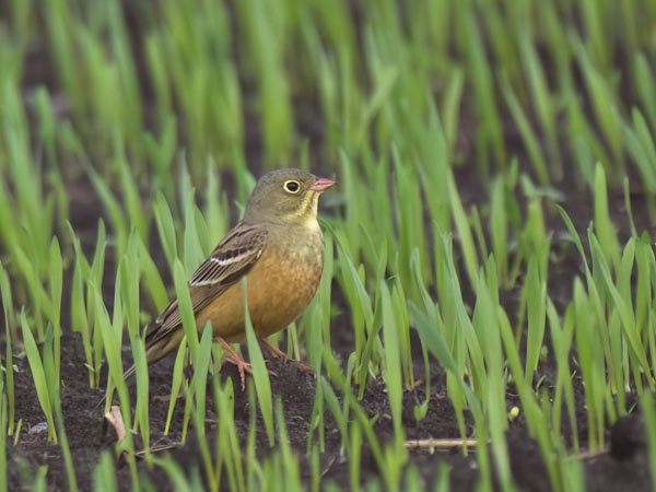 Peltosirkku, Ortolan Bunting, Emberiza hortulana