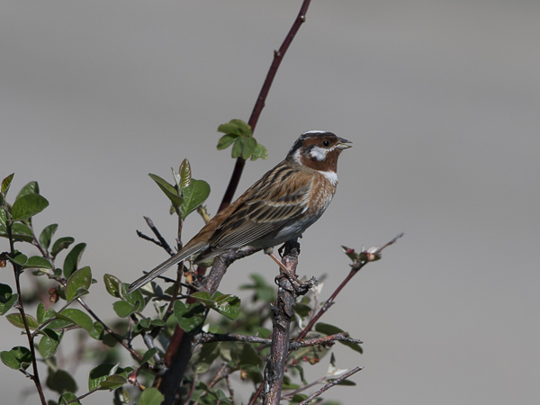 Mäntysirkku, Pine Bunting, Emberiza leucocephalos