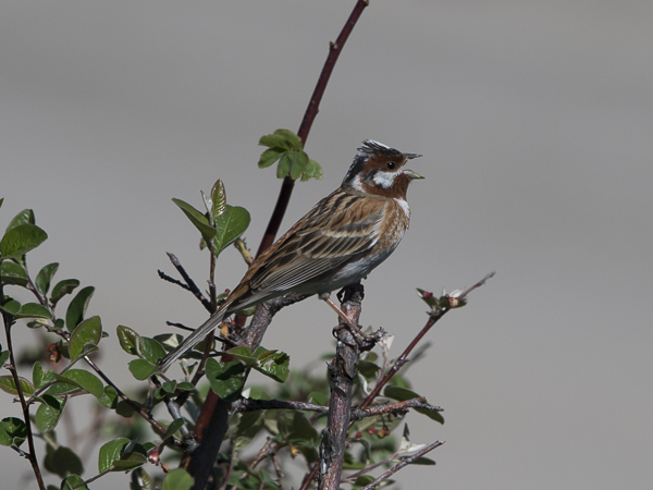 Mäntysirkku, Pine Bunting, Emberiza leucocephalos