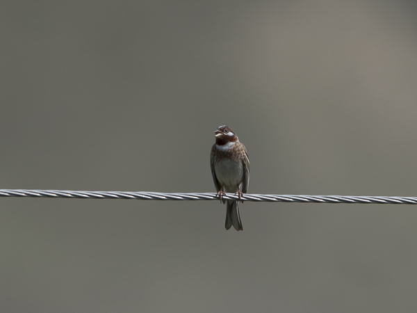 Mäntysirkku, Pine Bunting, Emberiza leucocephalos