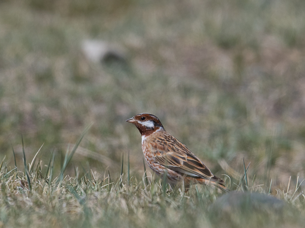 Mäntysirkku, Pine Bunting, Emberiza leucocephalos
