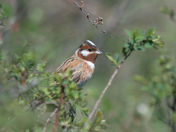 Mäntysirkku, Pine Bunting, Emberiza leucocephalos