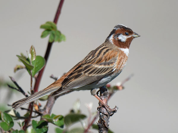 Mäntysirkku, Pine Bunting, Emberiza leucocephalos