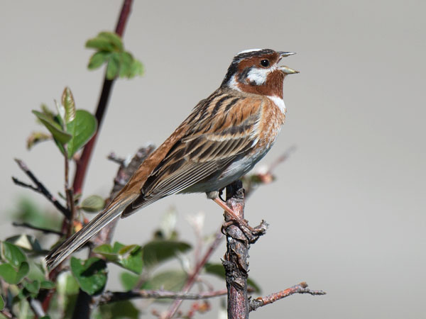 Mäntysirkku, Pine Bunting, Emberiza leucocephalos