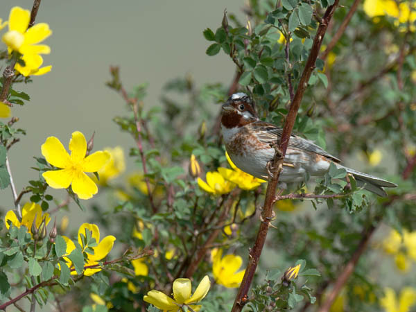 Mäntysirkku, Pine Bunting, Emberiza leucocephalos