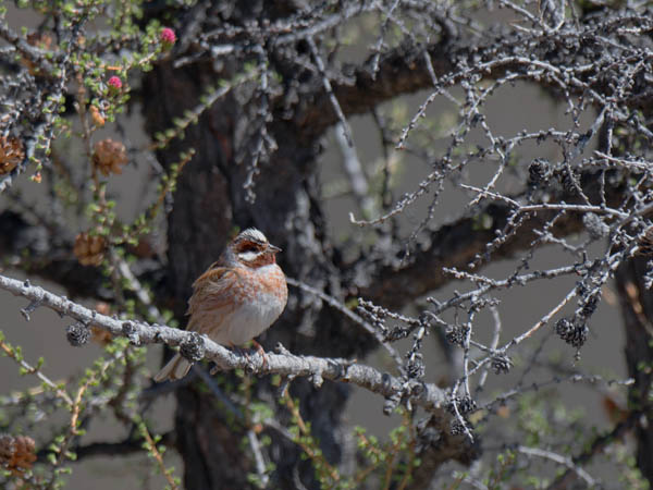 Mäntysirkku, Pine Bunting, Emberiza leucocephalos