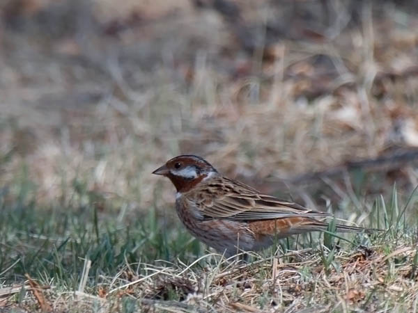 Mäntysirkku, Pine Bunting, Emberiza leucocephalos