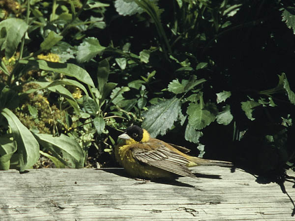 Mustapääsirkku, Black-headed Bunting, Emberiza melanocephala