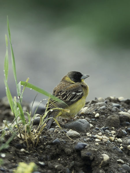 Mustapääsirkku, Black-headed Bunting, Emberiza melanocephala