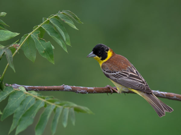 Mustapääsirkku, Black-headed Bunting, Emberiza melanocephala