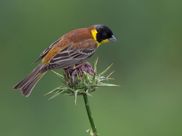 Mustapääsirkku, Black-headed Bunting, Emberiza melanocephala