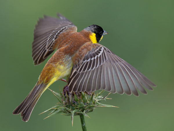 Mustapääsirkku, Black-headed Bunting, Emberiza melanocephala
