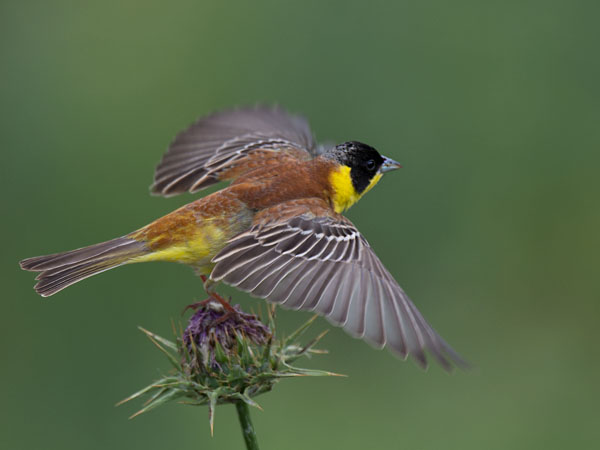 Mustapääsirkku, Black-headed Bunting, Emberiza melanocephala