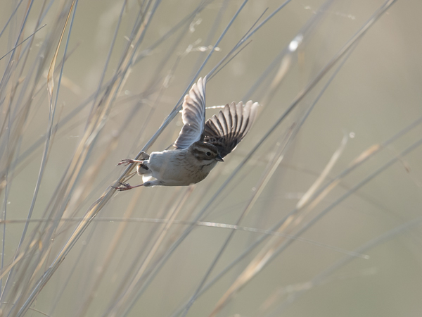 Pikkupajusirkku, Pallas's Reed Bunting, Emberiza pallasi