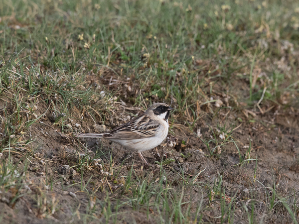 Pikkupajusirkku, Pallas's Reed Bunting, Emberiza pallasi