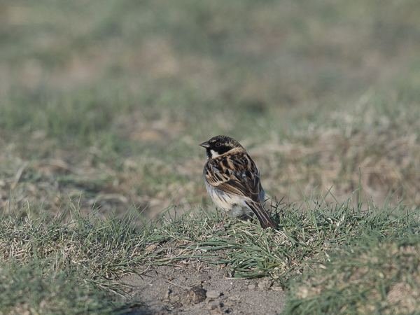 Pikkupajusirkku, Pallas's Reed Bunting, Emberiza pallasi