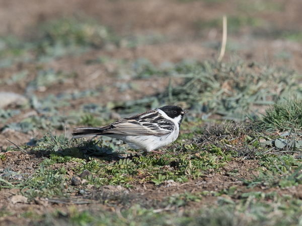 Pikkupajusirkku, Pallas's Reed Bunting, Emberiza pallasi