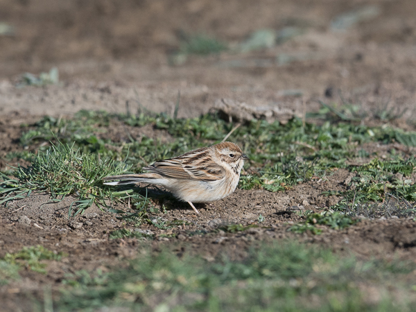 Pikkupajusirkku, Pallas's Reed Bunting, Emberiza pallasi