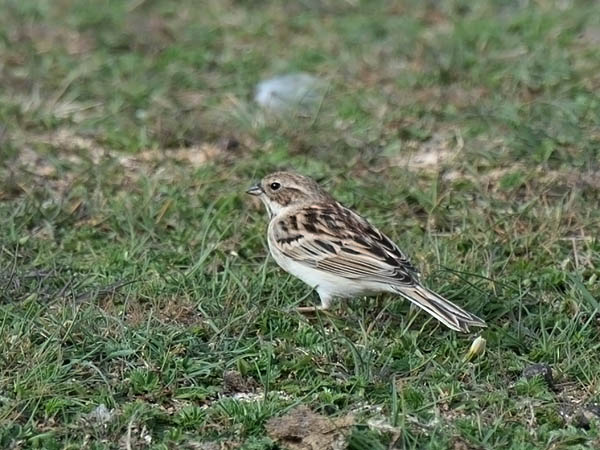 Pikkupajusirkku, Pallas's Reed Bunting, Emberiza pallasi