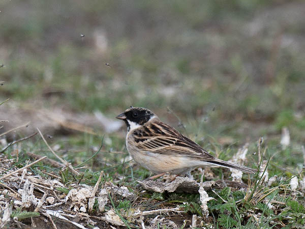 Pikkupajusirkku, Pallas's Reed Bunting, Emberiza pallasi