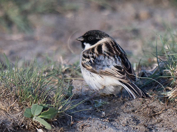 Pikkupajusirkku, Pallas's Reed Bunting, Emberiza pallasi