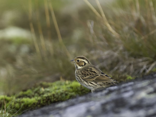 Pikkusirkku, Little Bunting, Emberiza pusilla