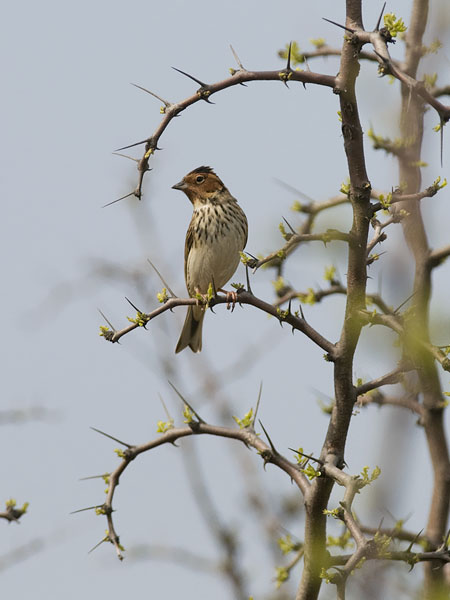 Pikkusirkku, Little Bunting, Emberiza pusilla