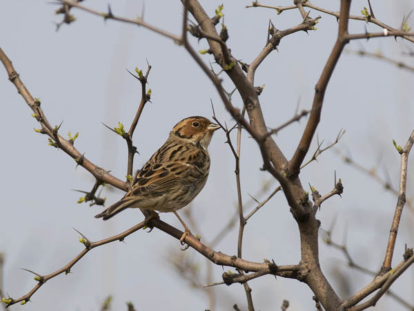 Pikkusirkku, Little Bunting, Emberiza pusilla