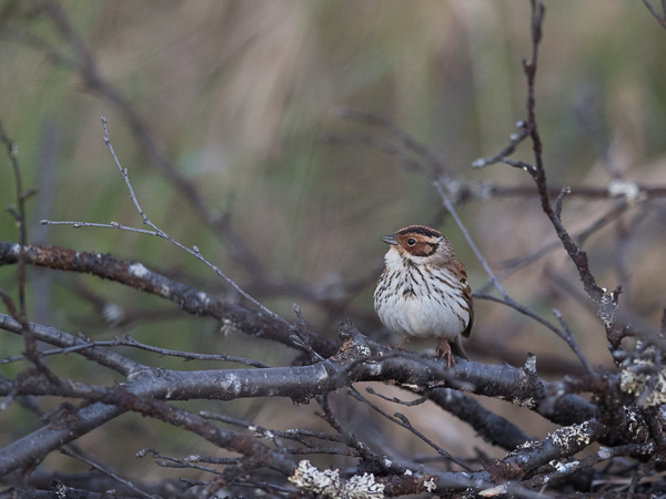 Pikkusirkku, Little Bunting, Emberiza pusilla