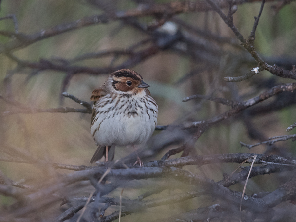 Pikkusirkku, Little Bunting, Emberiza pusilla